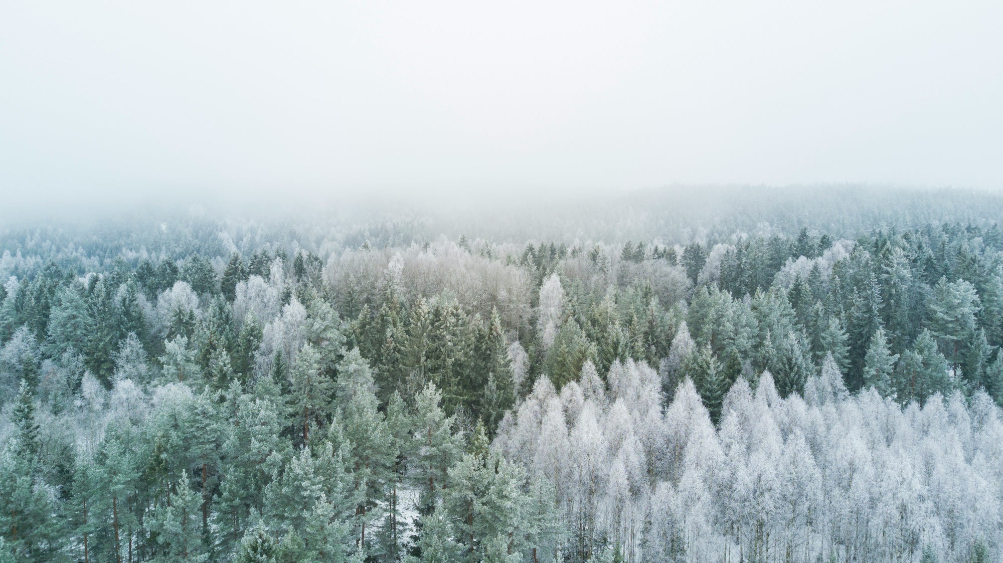 Read this if you are considering connecting your cabin to the power grid
